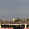 18_30-mast.jpg