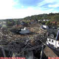 18_30-nest.jpg