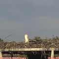 18_35-mast.jpg