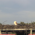 18_40-mast.jpg