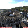 18_40-nest.jpg