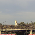 18_45-mast.jpg