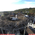18_45-nest.jpg