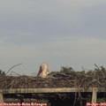 18_50-mast.jpg