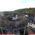 18_50-nest.jpg