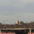 18_55-mast.jpg