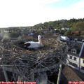 18_55-nest.jpg
