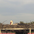 19_00-mast.jpg