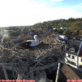 19_05-nest.jpg