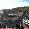 19_10-nest.jpg