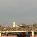 19_15-mast.jpg