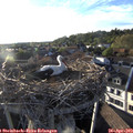 19_15-nest.jpg