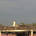 19_20-mast.jpg
