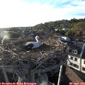 19_20-nest.jpg