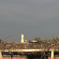 19_25-mast.jpg
