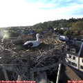 19_25-nest.jpg