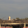 19_30-mast.jpg