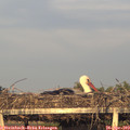 19_40-mast.jpg