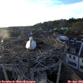 19_45-nest.jpg