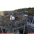 19_50-nest.jpg