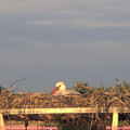 20_00-mast.jpg