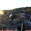 20_05-nest.jpg