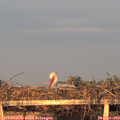 20_10-mast.jpg