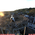 20_10-nest.jpg