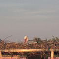 20_15-mast.jpg