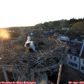 20_15-nest.jpg
