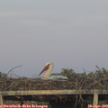 20_20-mast.jpg