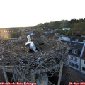 20_20-nest.jpg