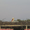 20_25-mast.jpg