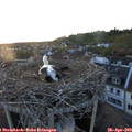 20_25-nest.jpg