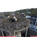 06_10-nest.jpg