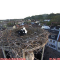 06_15-nest.jpg