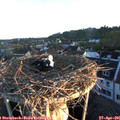06_20-nest.jpg