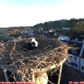 06_25-nest.jpg