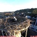 06_30-nest.jpg