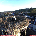 06_35-nest.jpg