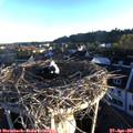 06_40-nest.jpg