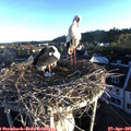 06_45-nest.jpg