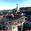 06_50-nest.jpg