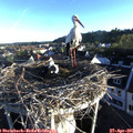 06_55-nest.jpg