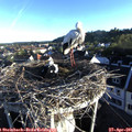 07_00-nest.jpg