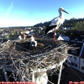 07_05-nest.jpg