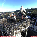 07_10-nest.jpg