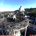 07_15-nest.jpg