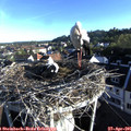 07_20-nest.jpg