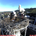 07_25-nest.jpg
